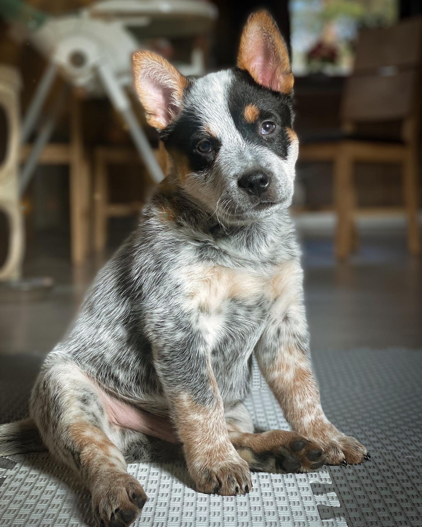 Australian Cattle Dog Puppies For Sale, Blue Heeler Puppies for sale